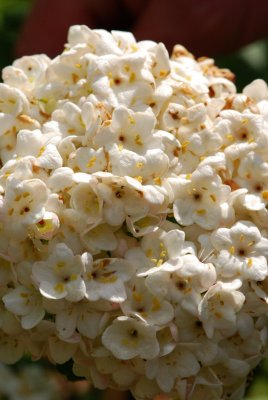 Viburnum x carlcephalum - kalina kulovitá - květenství